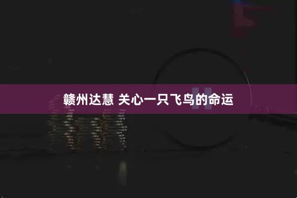 赣州达慧 关心一只飞鸟的命运